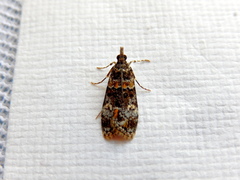 Eudonia protorthra
