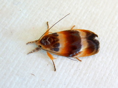 Piloprepes anassa