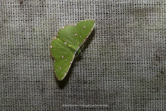 Argyrocosma inductaria