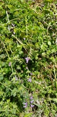 Lamium amplexicaule