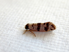 Lepidoscia stenomochla