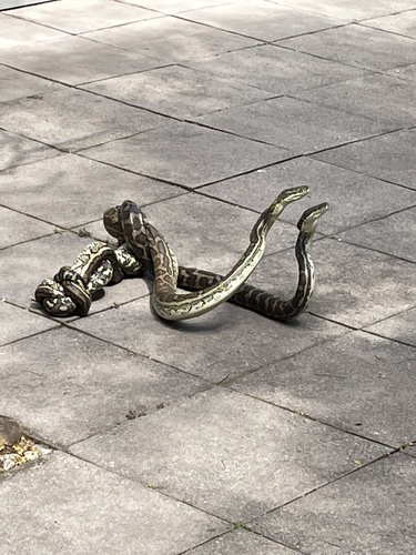 Carpet Python sighting