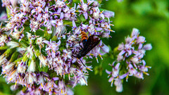 Scolia dubia haematodes