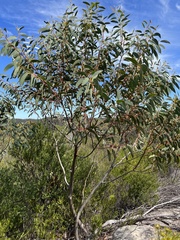 Eucalyptus luehmanniana