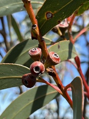 Eucalyptus luehmanniana