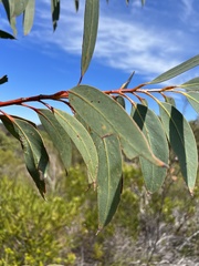 Eucalyptus luehmanniana