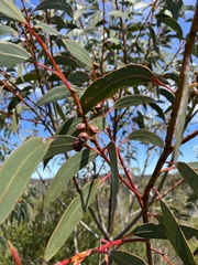 Eucalyptus luehmanniana