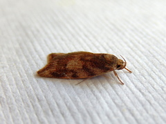 Garrha atoecha