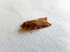 Garrha atoecha