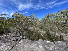 Eucalyptus luehmanniana