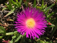 Carpobrotus glaucescens