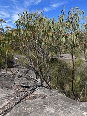 Eucalyptus luehmanniana