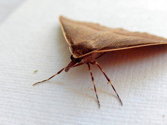 Epidesmia chilonaria