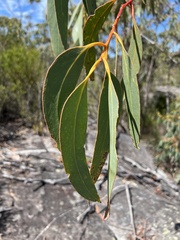 Eucalyptus luehmanniana