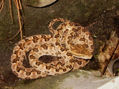Brown spotted pitviper, photo 4 of 10
