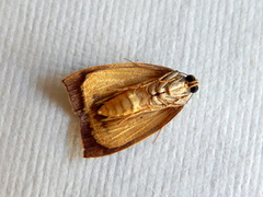 Detounda leptoplasta
