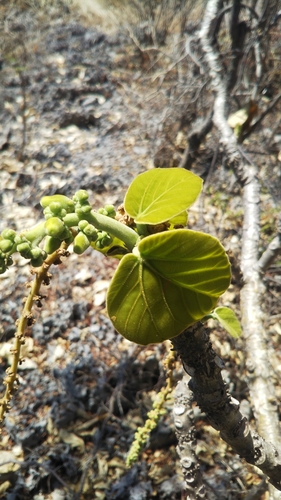 Omphalea occidentalis