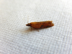 Constrictana constrictana