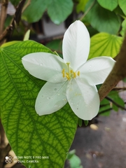 Wrightia antidysenterica