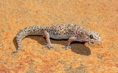 Pachydactylus capensis