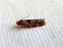 Barea melanodelta