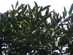 Ficus maxima