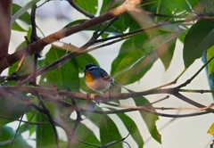Pardalotus