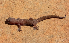 Pachydactylus capensis