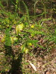 Dodonaea multijuga