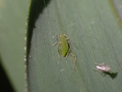 Takecallis taiwanus