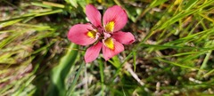 Moraea tricolor
