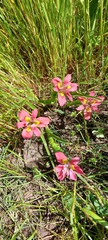 Moraea tricolor