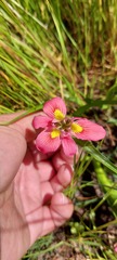 Moraea tricolor