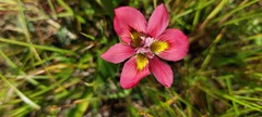 Moraea tricolor