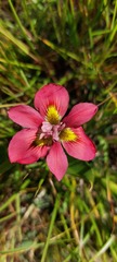 Moraea tricolor