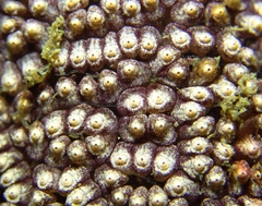 Botrylloides diegensis