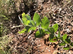 Acacia podalyriifolia