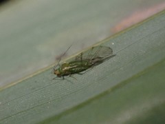 Takecallis taiwanus