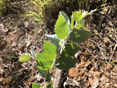 Acacia podalyriifolia