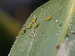 Takecallis taiwanus