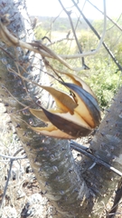 Aristolochia albida image