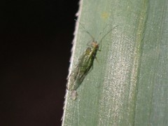 Takecallis taiwanus
