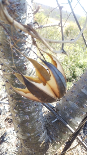 Aristolochia albida image