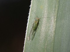 Takecallis taiwanus