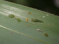 Takecallis taiwanus