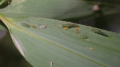 Takecallis taiwanus