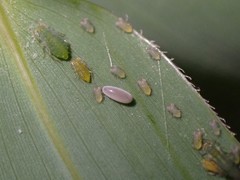 Takecallis taiwanus