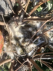 Cyanopica cyanus