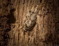 Barea nymphica