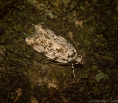 Barea nymphica